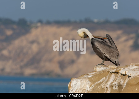 Pélican brun (Pelecanus occidentalis californicus), sous-espèce californienne, l'adulte en plumage d'hiver Banque D'Images