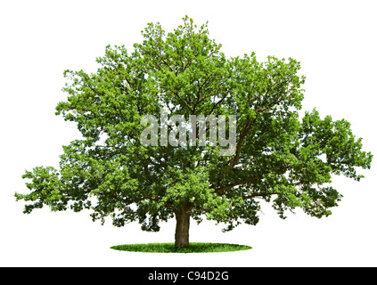 Le grand arbre - oak est isolé sur fond blanc Banque D'Images