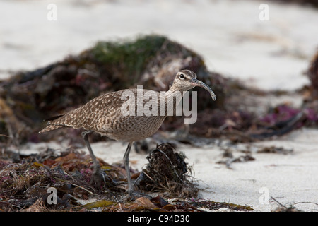 Courlis corlieu (Numenius phaeopus hudsonicus), sous-espèce américaine, en quête de nourriture chez les algues sur une plage de sable. Banque D'Images