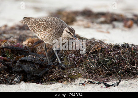 Courlis corlieu (Numenius phaeopus hudsonicus), sous-espèce américaine, en quête de nourriture chez les algues sur une plage de sable. Banque D'Images