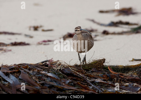 Courlis corlieu (Numenius phaeopus hudsonicus), sous-espèce américaine, en quête de nourriture chez les algues sur une plage de sable. Banque D'Images