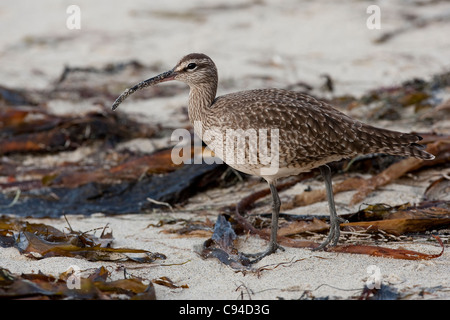 Courlis corlieu (Numenius phaeopus hudsonicus), sous-espèce américaine, en quête de nourriture chez les algues sur une plage de sable. Banque D'Images