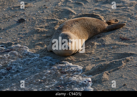 Phoque commun (Phoca vitulina richardsi), bébé sortant du surf pour se reposer sur la plage Banque D'Images