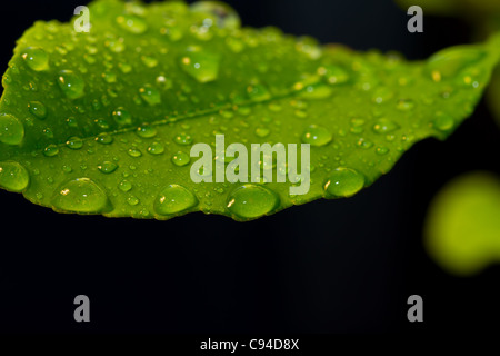 Feuilles de citron vert avec des gouttes d'isolé sur fond noir. Banque D'Images