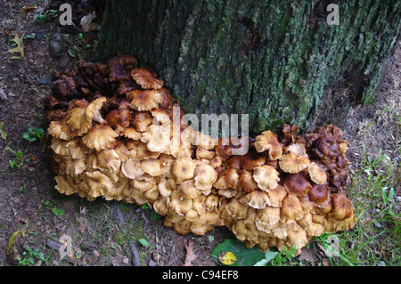 Grande grappe d'Armillaria champignons autour de plus en plus d'une souche d'arbre au cours d'un été chaud humide à New York Banque D'Images