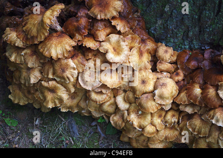 Close up d'un grand cluster d'Armillaria champignons autour de plus en plus d'une souche d'arbre au cours d'un été chaud humide à New York Banque D'Images