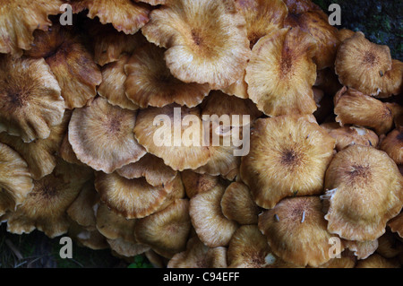 Close up d'un grand cluster d'Armillaria champignons autour de plus en plus d'une souche d'arbre au cours d'un été chaud humide à New York Banque D'Images