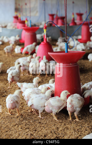 L'élevage du poulet dans le sud de l'Inde Asie Banque D'Images