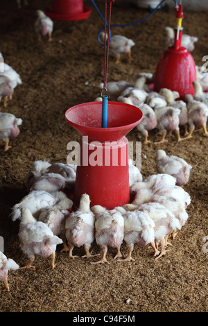 L'élevage du poulet dans le sud de l'Inde Asie Banque D'Images