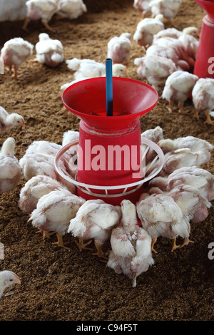 L'élevage du poulet dans le sud de l'Inde Asie Banque D'Images