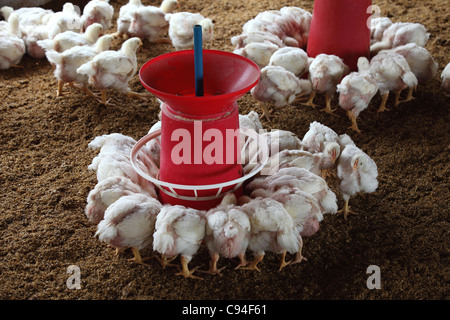 L'élevage du poulet dans le sud de l'Inde Asie Banque D'Images