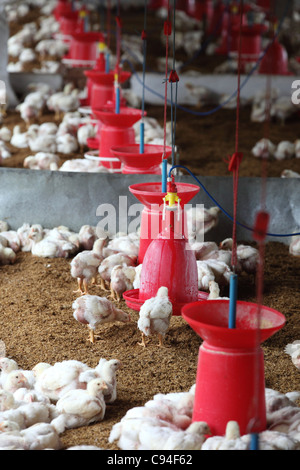 L'élevage du poulet dans le sud de l'Inde Asie Banque D'Images