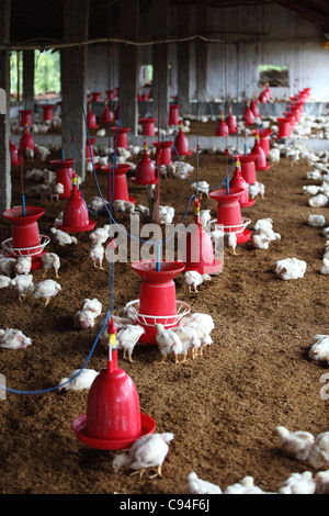 L'élevage du poulet dans le sud de l'Inde Asie Banque D'Images