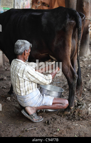 Homme traire une vache Inde Tamil Nadu Inde Banque D'Images