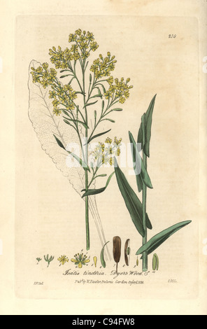 Dyer's wood ou guède, Isatis tinctoria. Banque D'Images