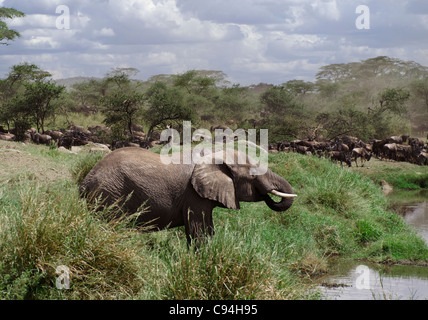 L'éléphant dans le Serengeti National Park, Tanzania, Africa Banque D'Images