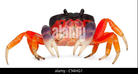 Terre rouge Crabe, Gecarcinus quadratus, in front of white background Banque D'Images