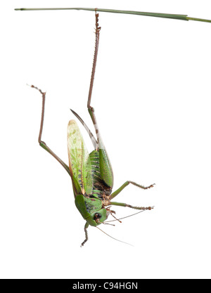 Dectique verrucivore femelle, un bush-cricket Decticus verrucivorus, in front of white background Banque D'Images