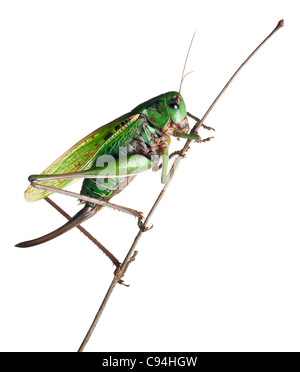 Dectique verrucivore femelle, un bush-cricket Decticus verrucivorus, in front of white background Banque D'Images