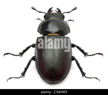 Femme Lucanus cervus (stag beetle) in front of white background Banque D'Images