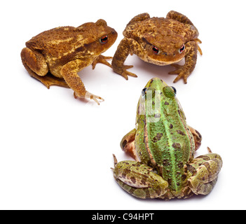 Politique européenne de grenouille, Rana kl. Esculenta, face de common ou crapauds crapauds européen Bufo bufo, in front of white background Banque D'Images