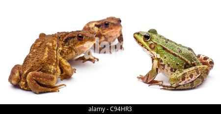 Politique européenne de grenouille, Rana kl. Esculenta, face de common ou crapauds crapauds européen Bufo bufo, in front of white background Banque D'Images