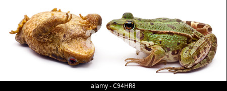 Politique européenne de grenouille, Rana kl. Esculenta, près de crapaud commun ou européen crapaud Bufo bufo, in front of white background Banque D'Images