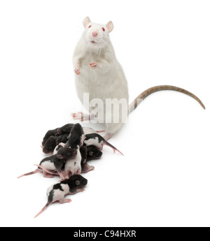 Rat de fantaisie à côté de ses bébés et regardant la caméra in front of white background Banque D'Images