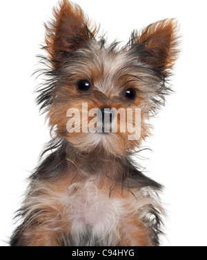 Yorkshire Terrier puppy, 8 semaines, in front of white background Banque D'Images