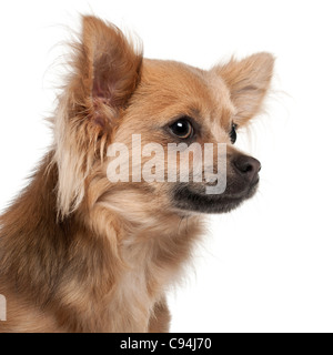 Close-up de Chihuahua, 10 years old, in front of white background Banque D'Images