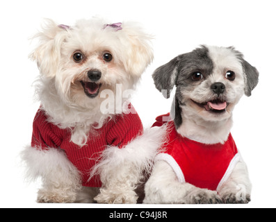 Maltais, 6 ans, et Shih Tzu, 5 ans, vêtus de rouge et in front of white background Banque D'Images