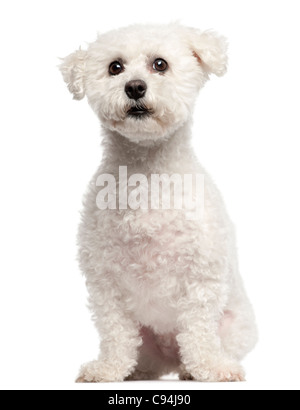 Bichon Frise, 3 ans, in front of white background Banque D'Images