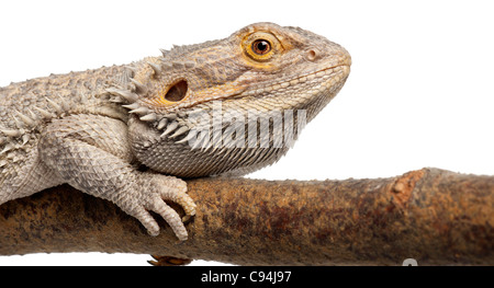 Close-up de Pogona allongé sur une branche in front of white background Banque D'Images