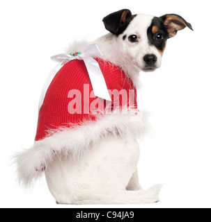 Jack Russell Terrier puppy, âgé de 5 mois, portant un cavalier Noël in front of white background Banque D'Images