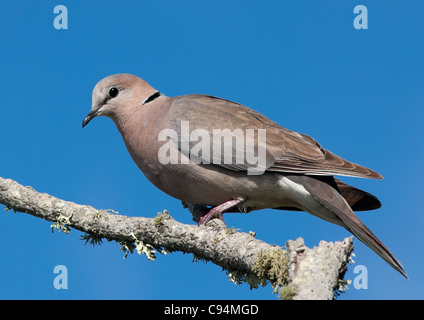 Cape Turtle-Dove Streptopelia capicola, regardant vers le bas Banque D'Images