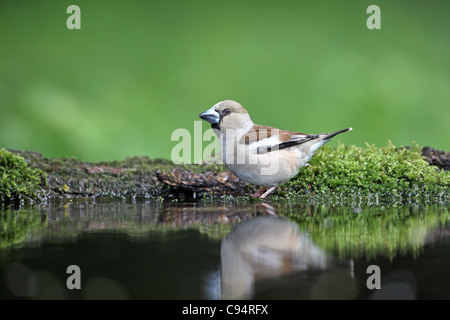 Coccothraustes coccothraustes Hawfinch, baignade, femelle Banque D'Images
