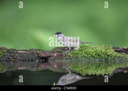 Blackcap, Sylvia atricapilla, avec Caterpillar, venant de boire Banque D'Images