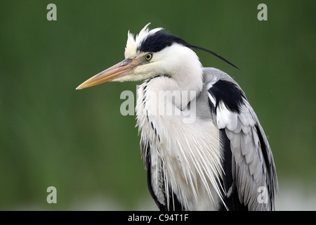 Héron cendré Ardea cinerea, Close up Banque D'Images