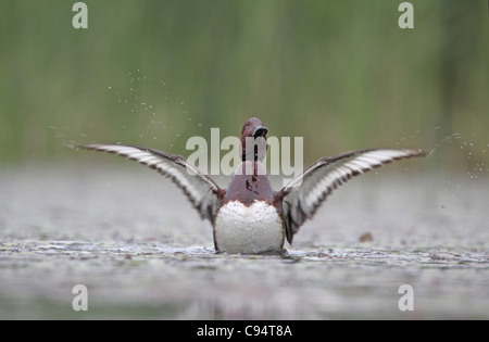 Fuligule nyroca Aythya nyroca, stretch, aile Banque D'Images