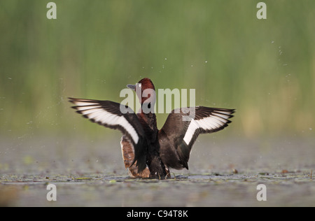 Fuligule nyroca Aythya nyroca, stretch, aile Banque D'Images