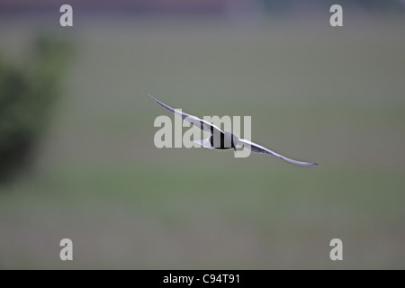 White-winged Tern (noir), Chlidonias leucopterus hawking pour plus de larves d'insectes marsh Banque D'Images