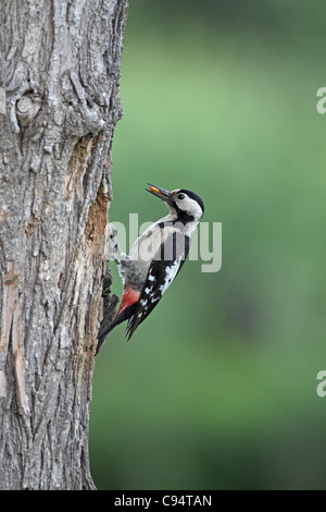 Pic syrien, Dendrocopus syriacus, femme au nid Banque D'Images