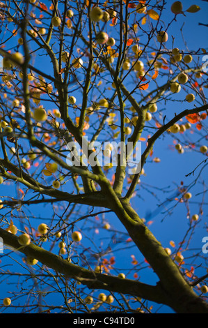 Apple Tree Weingarten Allemagne Baden Wuerttemberg Banque D'Images