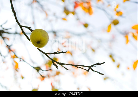 Apple Tree Weingarten Allemagne Baden Wuerttemberg Banque D'Images