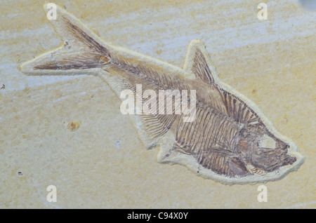 Les poissons fossiles de l'Eocène Diplomystus humilis de formation Green River, Wyoming, USA. Banque D'Images