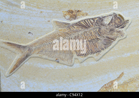 Les poissons fossiles de l'Eocène Diplomystus humilis de formation Green River, Wyoming, USA. Banque D'Images