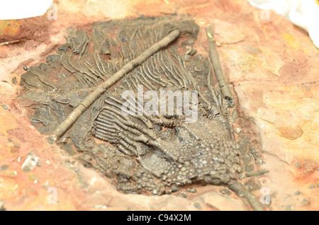 Lily mer fossile (Scaphycrinites elegans) d'âge Dévonien du sud du Maroc. Banque D'Images