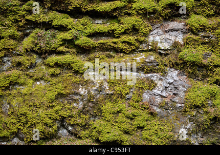 La mousse ou des lichens poussant sur un mur humide par le côté de la route, juste à l'extérieur du village de Wengen, Suisse. Banque D'Images