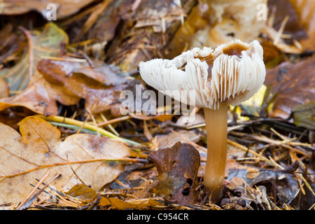 CAP/BEURRE CHAMPIGNONS QUEUE DURE GRAS Banque D'Images