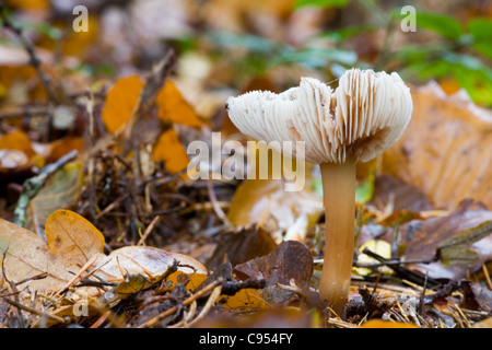 CAP/BEURRE CHAMPIGNONS QUEUE DURE GRAS Banque D'Images